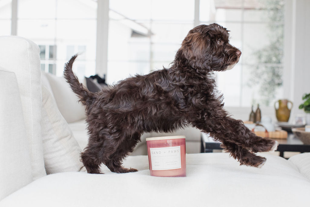 Sand + Paws Goji Berry 21 oz aromatic scented candle