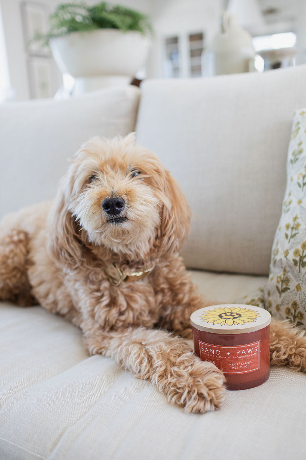 Sand + Paws Apple Spice 12 oz aromatic scented candle