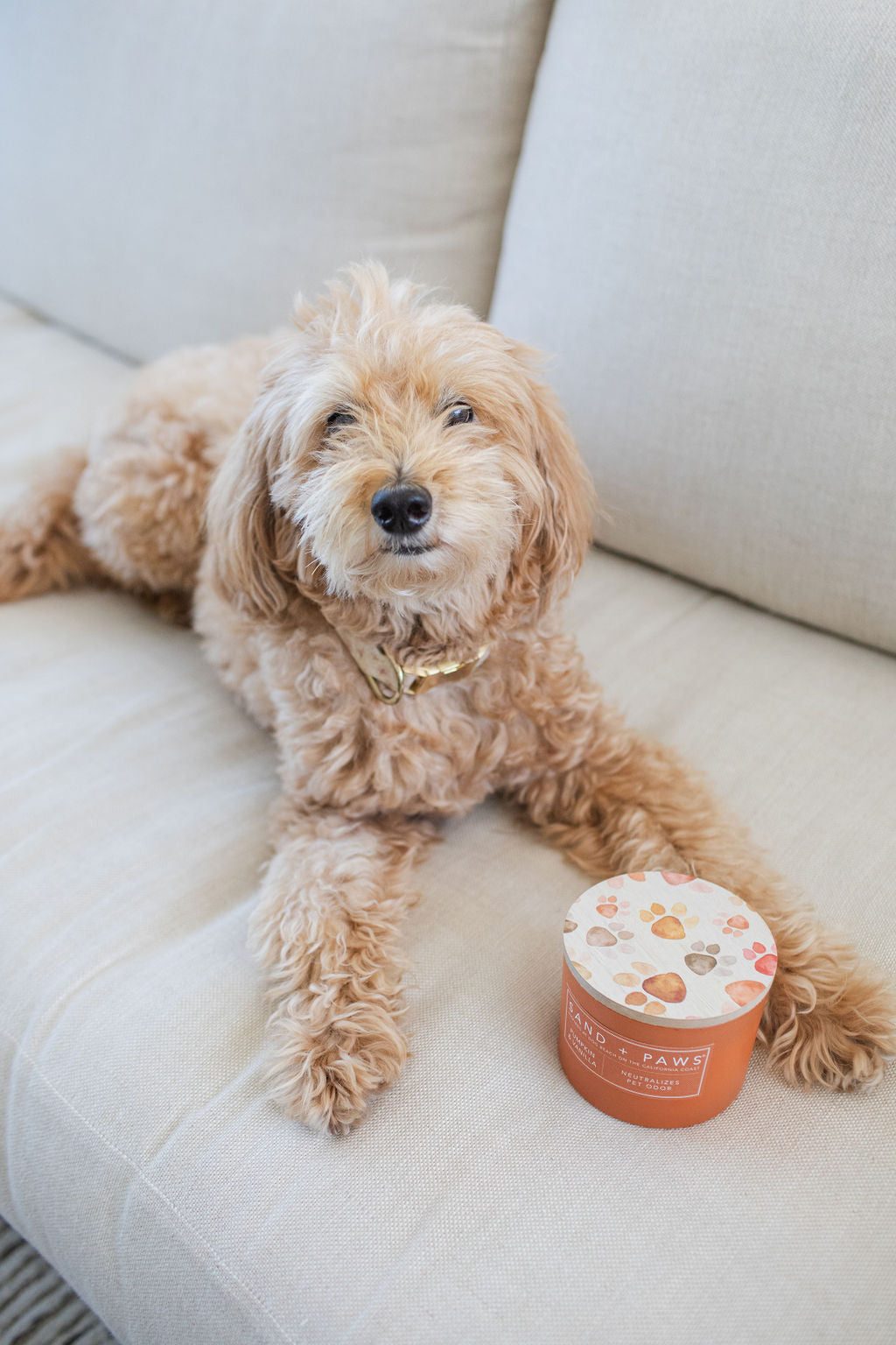 Sand + Paws Pumpkin & Vanilla 12 oz aromatic scented candle