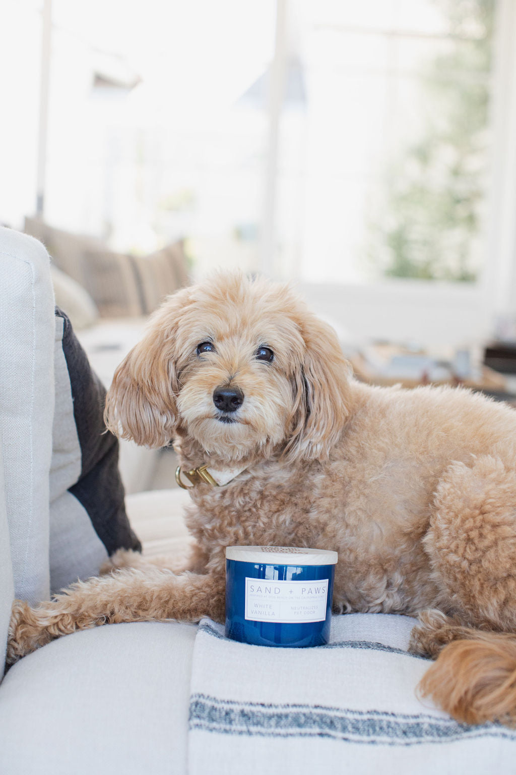Sand + Paws White Vanilla 12 oz aromatic scented candle