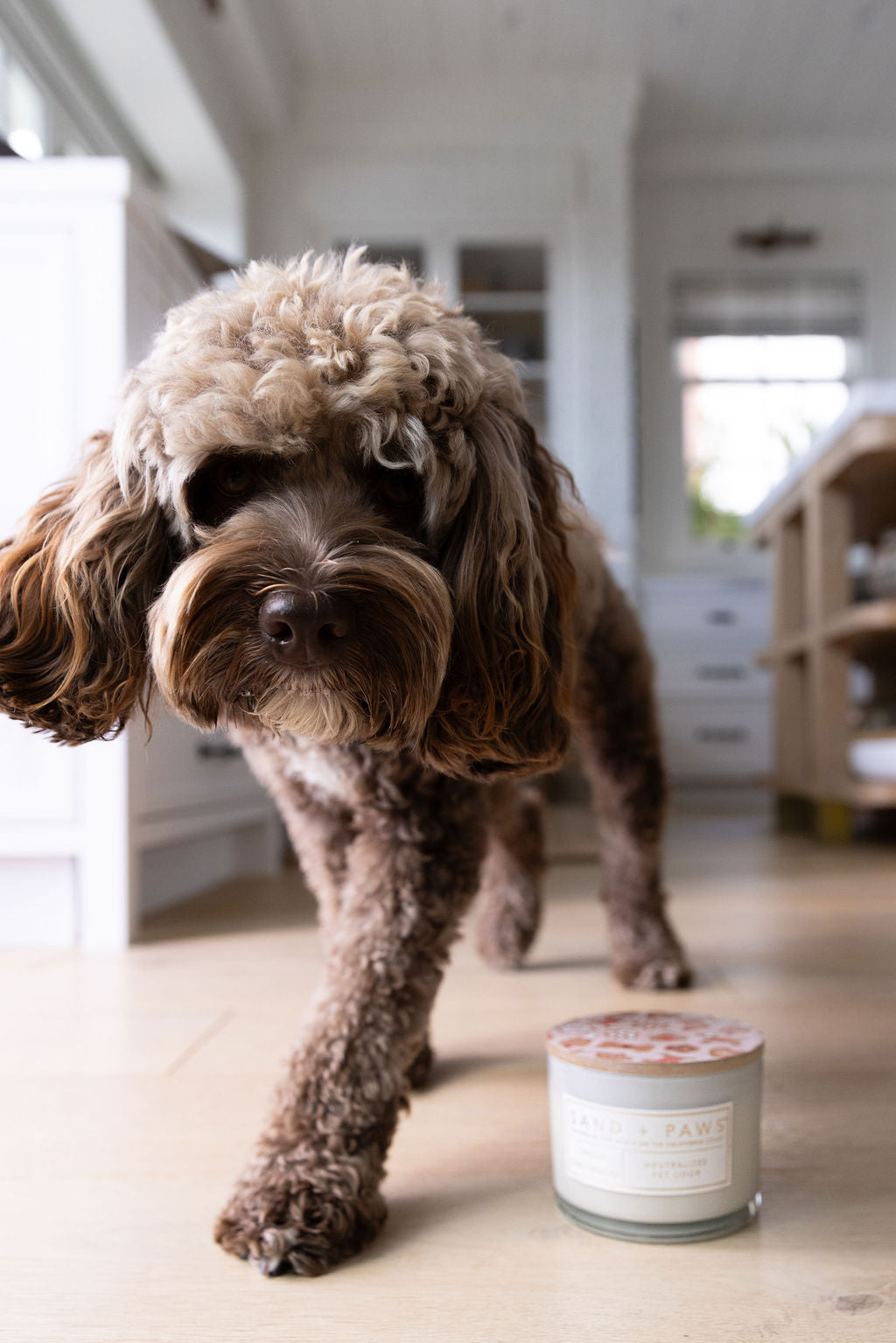 Sand + Paws Spiced Gingerbread 12 oz aromatic scented candle
