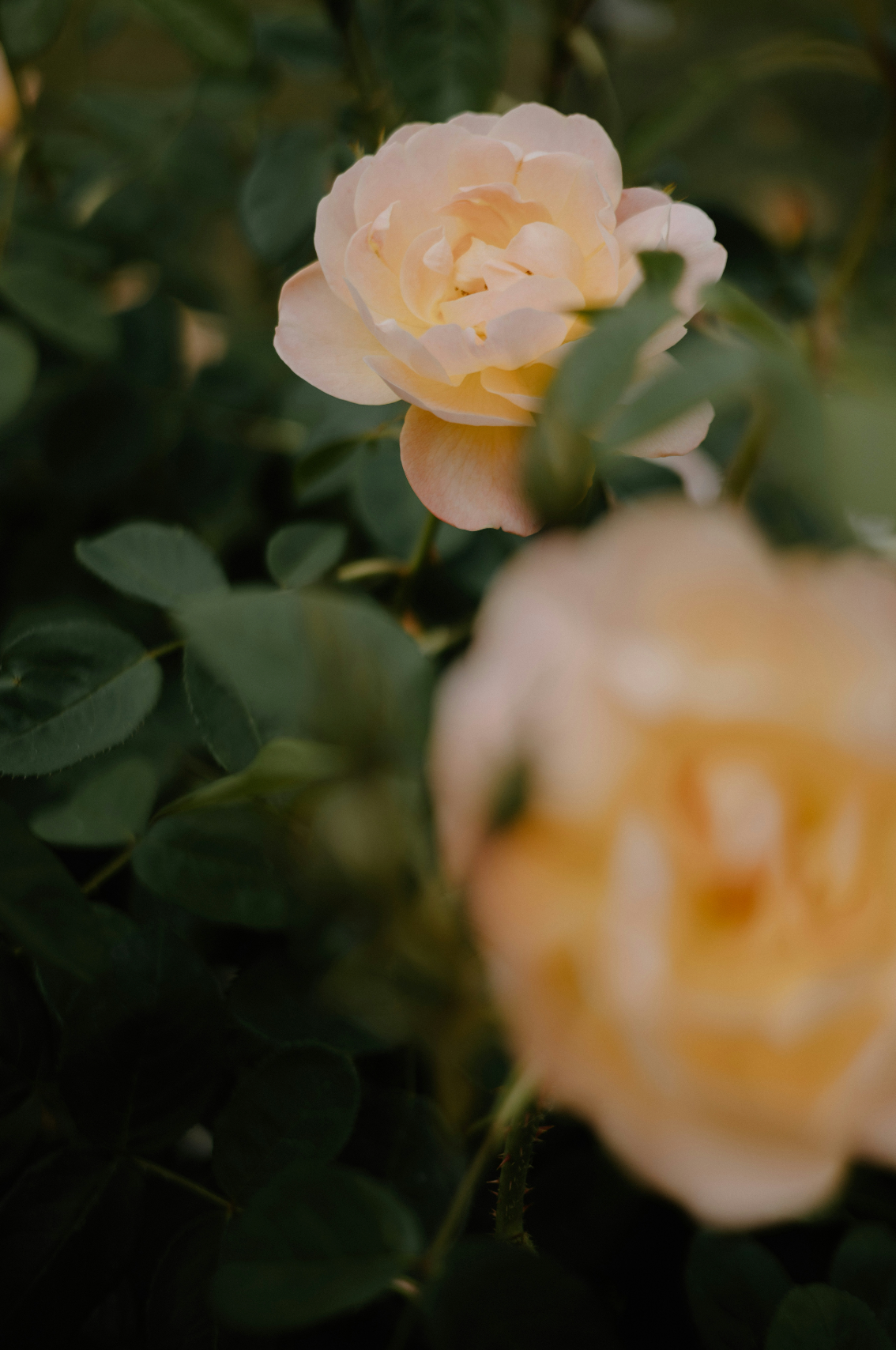 Rose of Nowhere 50ml Elegant Perfume Oil Rollerball