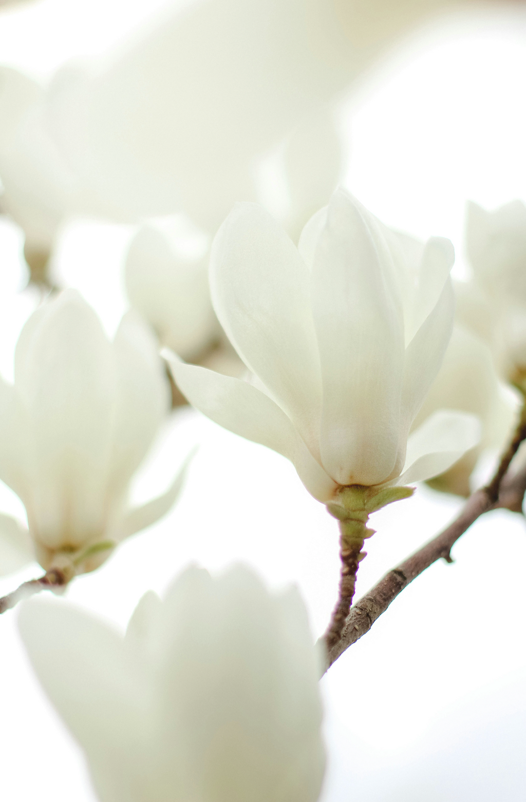 Ivory Bloom 50 ml Elegant Perfume Oil Rollerball