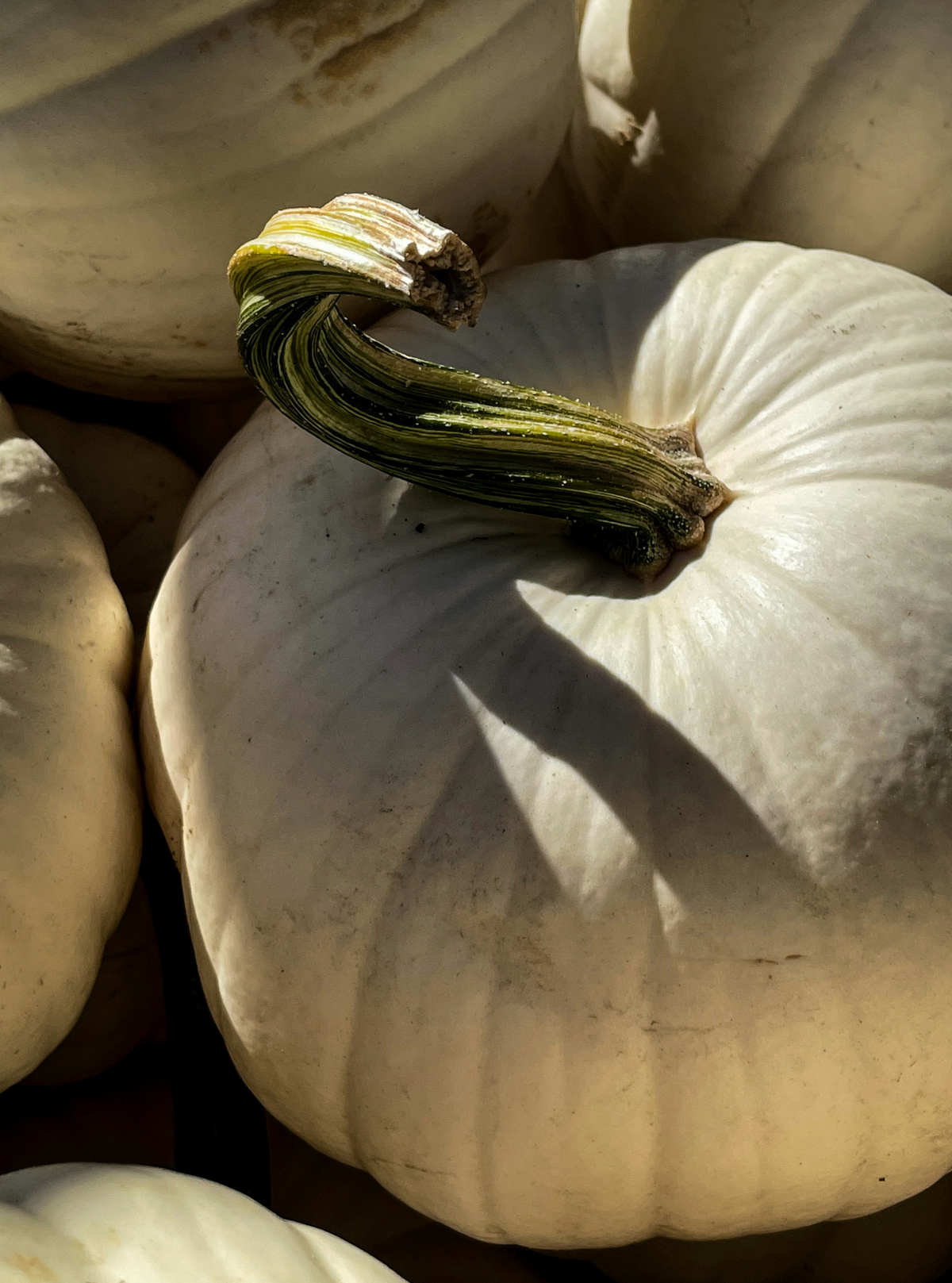 White Pumpkin 21 oz aromatic scented candle