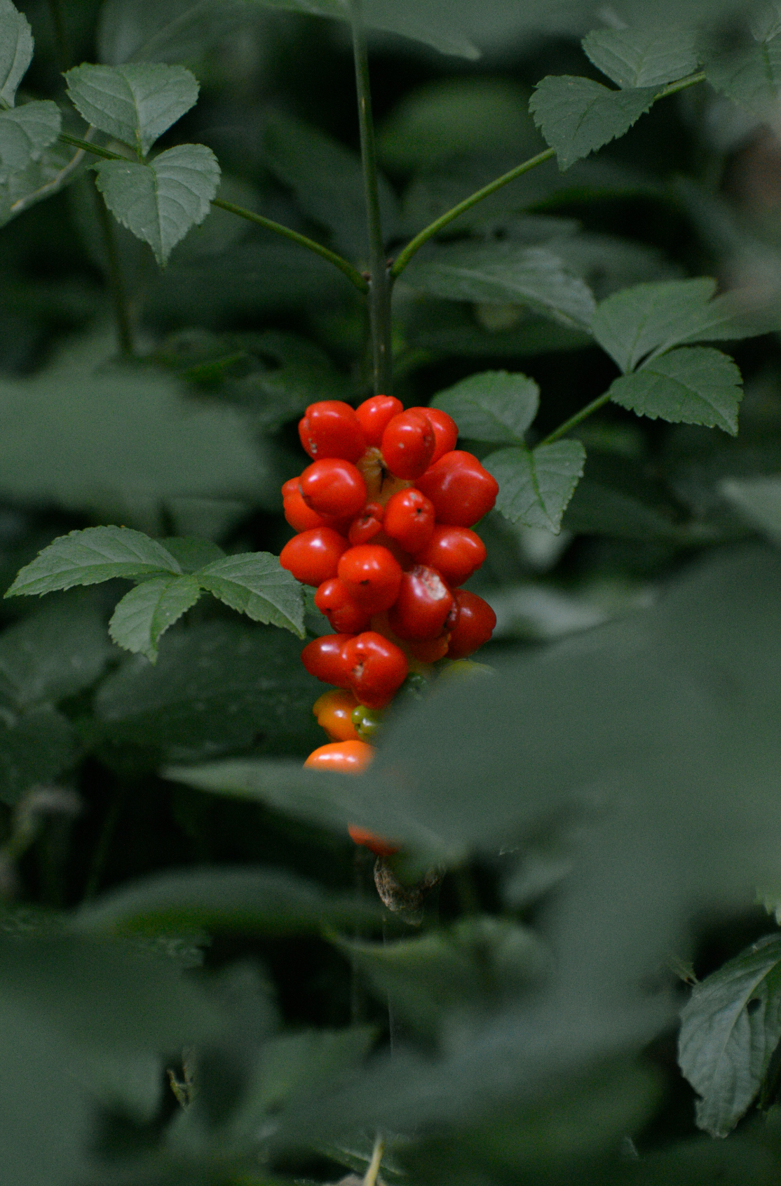 Berry Currant 100 ml Aromatic Reed Diffuser