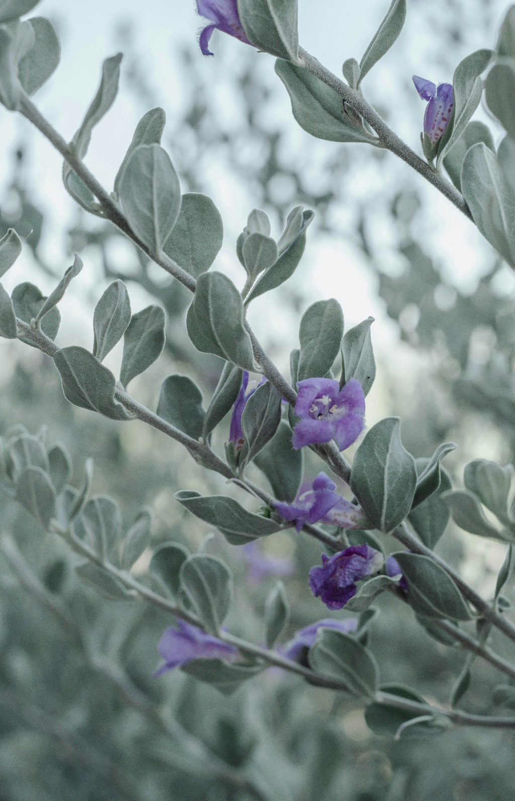 Eucalyptus & Lavender 11 oz aromatic scented candle