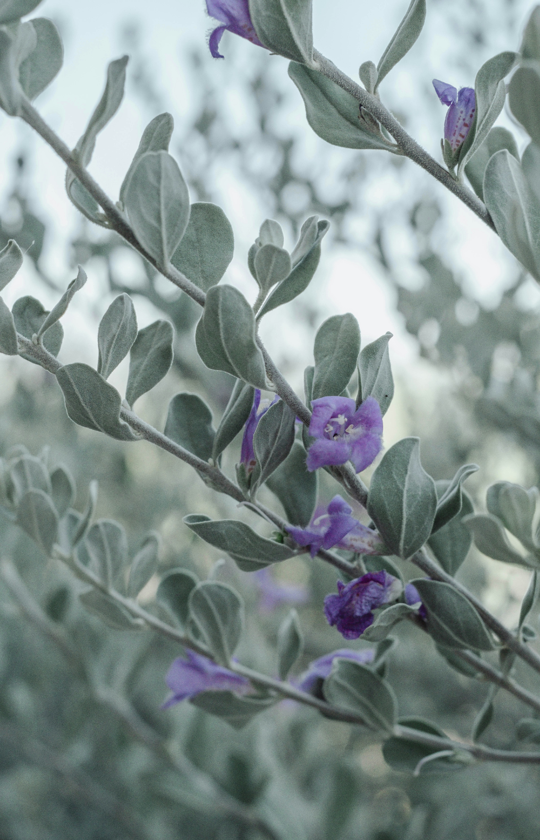 Eucalyptus & Lavender 11 oz aromatic scented candle