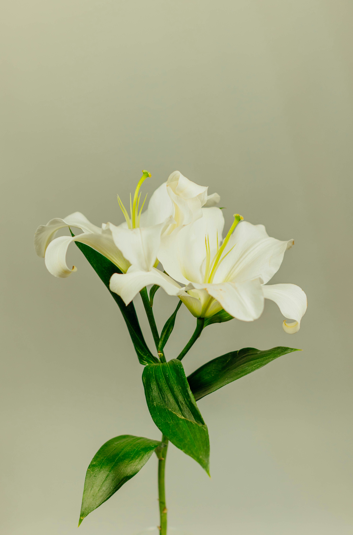 Gardenia 180 ml Aromatic Reed Diffuser