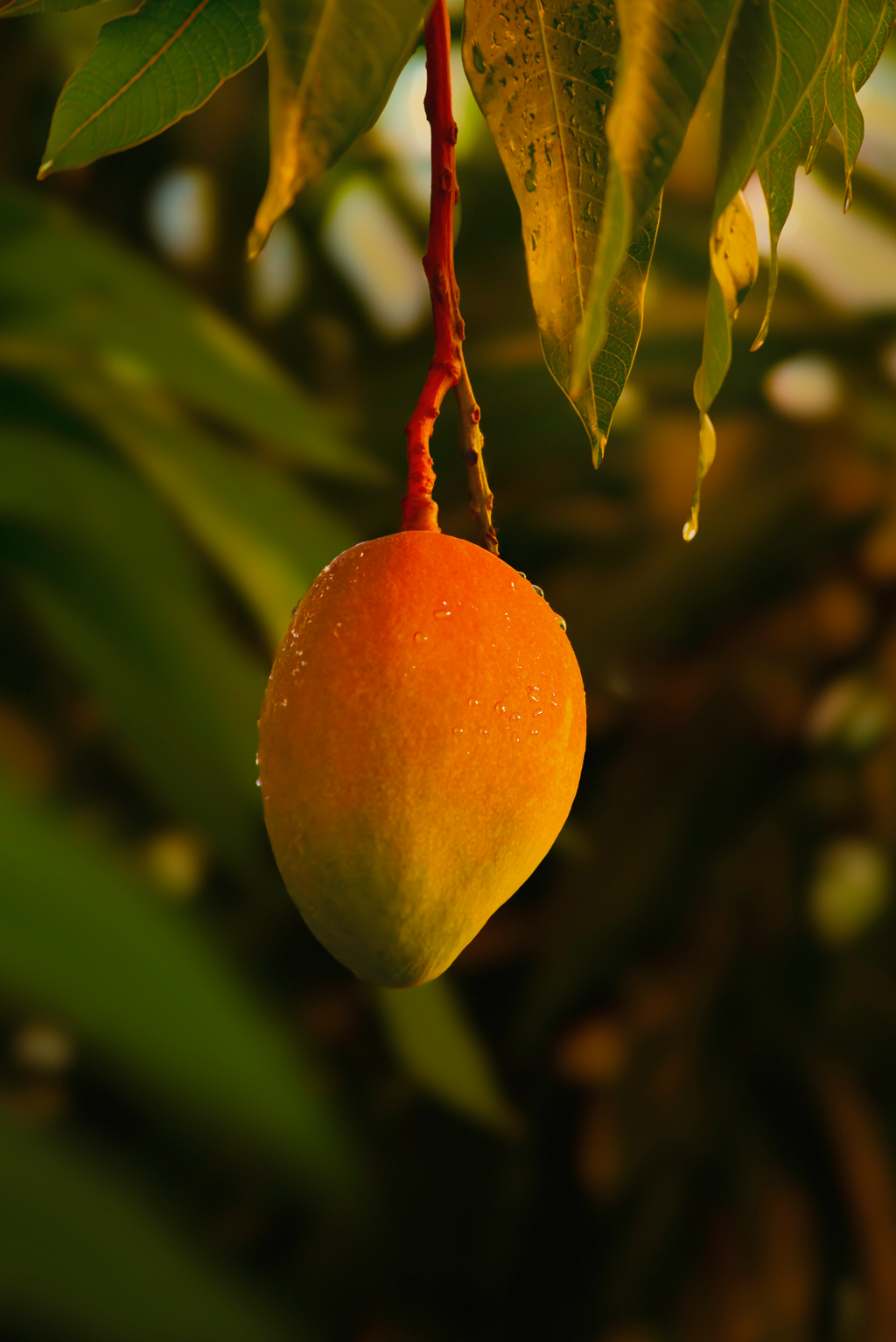 Guava Mango 21 oz aromatic scented candle