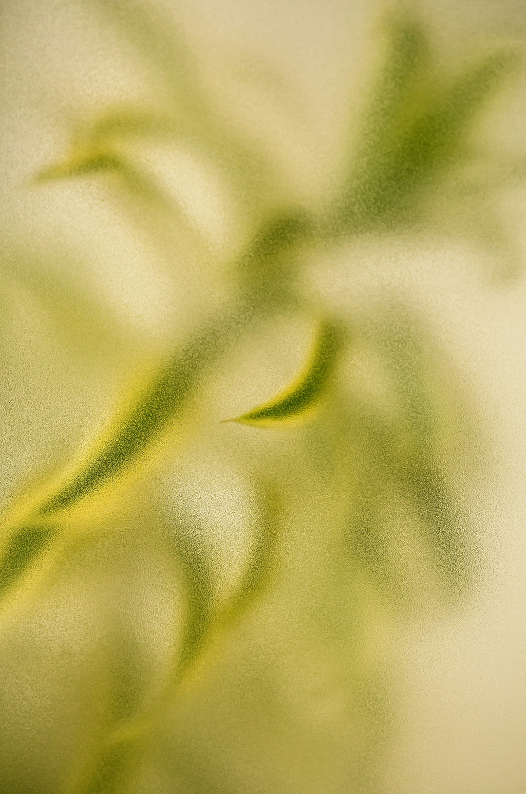 Lemongrass 12 oz aromatic scented candle