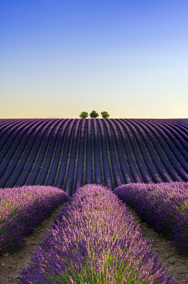 Provence Lavender & Woods 10 oz aromatic scented candle