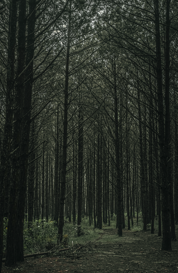 Teakwood 12 oz aromatic scented candle