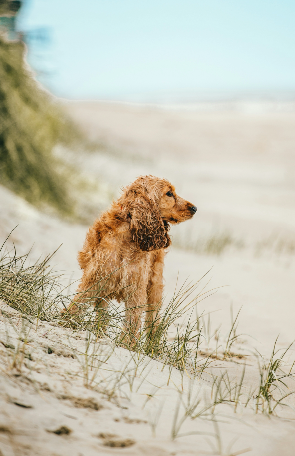 Sand + Paws Sun-n-Fun 12 oz aromatic scented candle