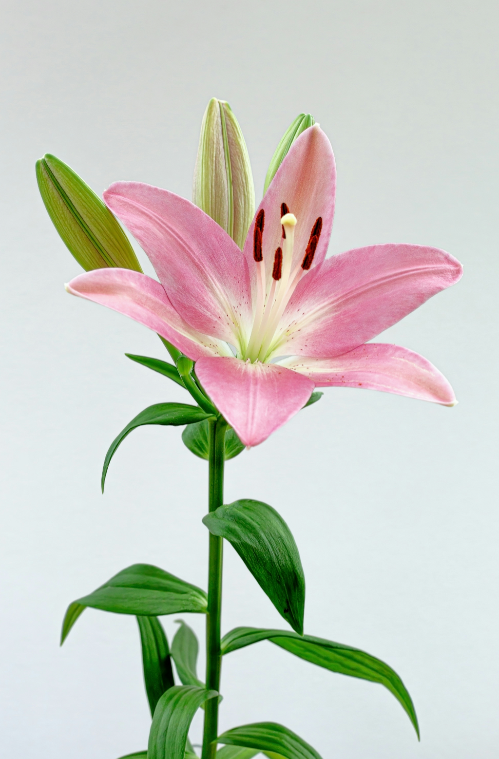 Peony & Lily 100 ml Elegant Eau de Toilette