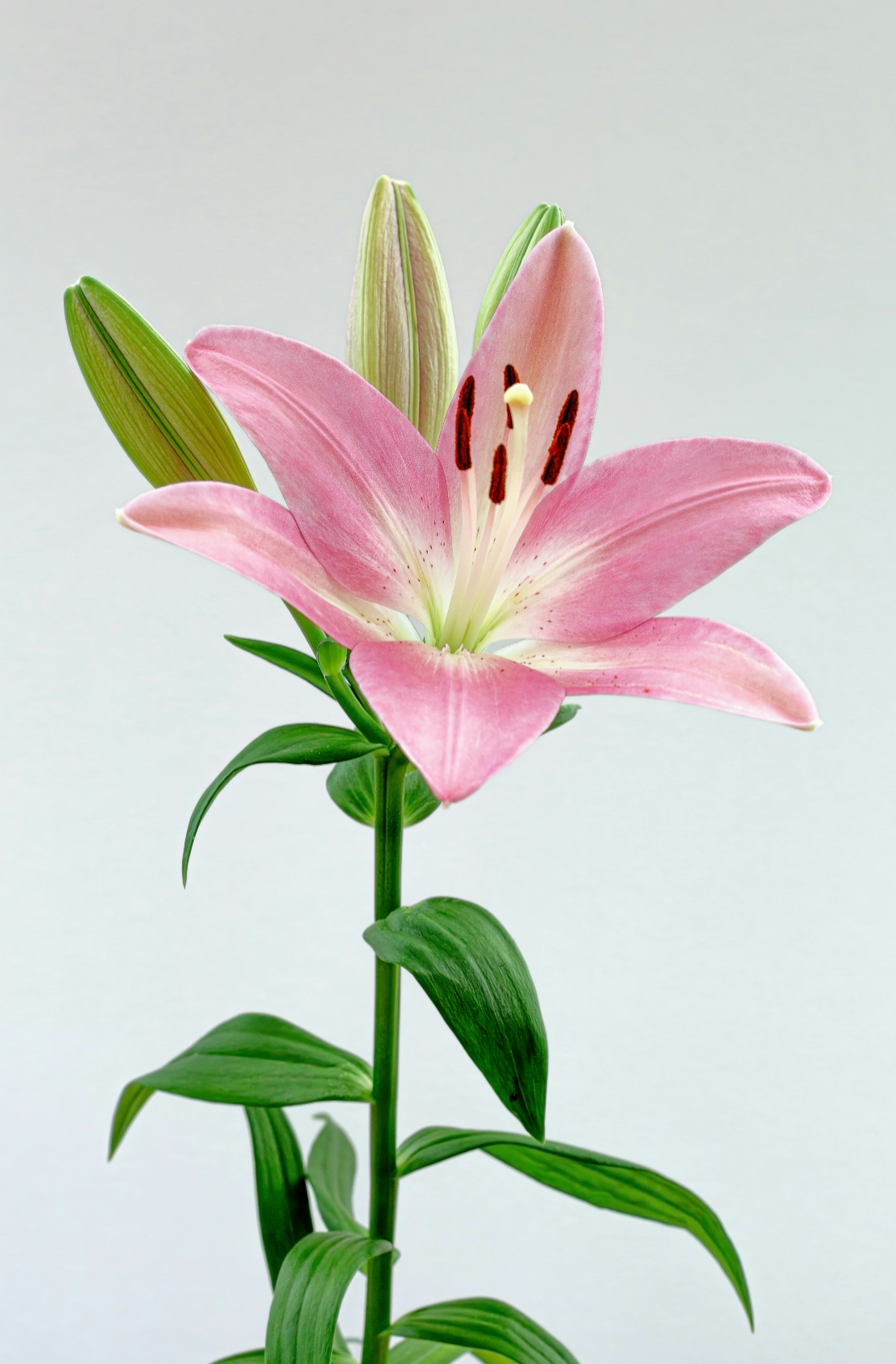 Peony & Lily 100 ml Elegant Eau de Toilette