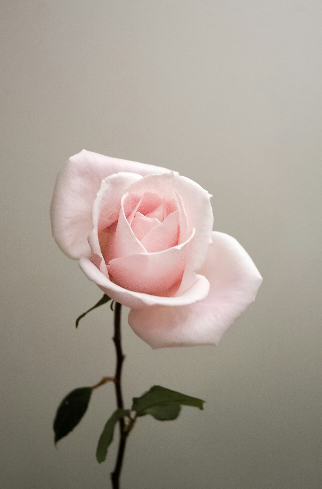 Sweet Rose 100 ml Elegant Eau de Toilette