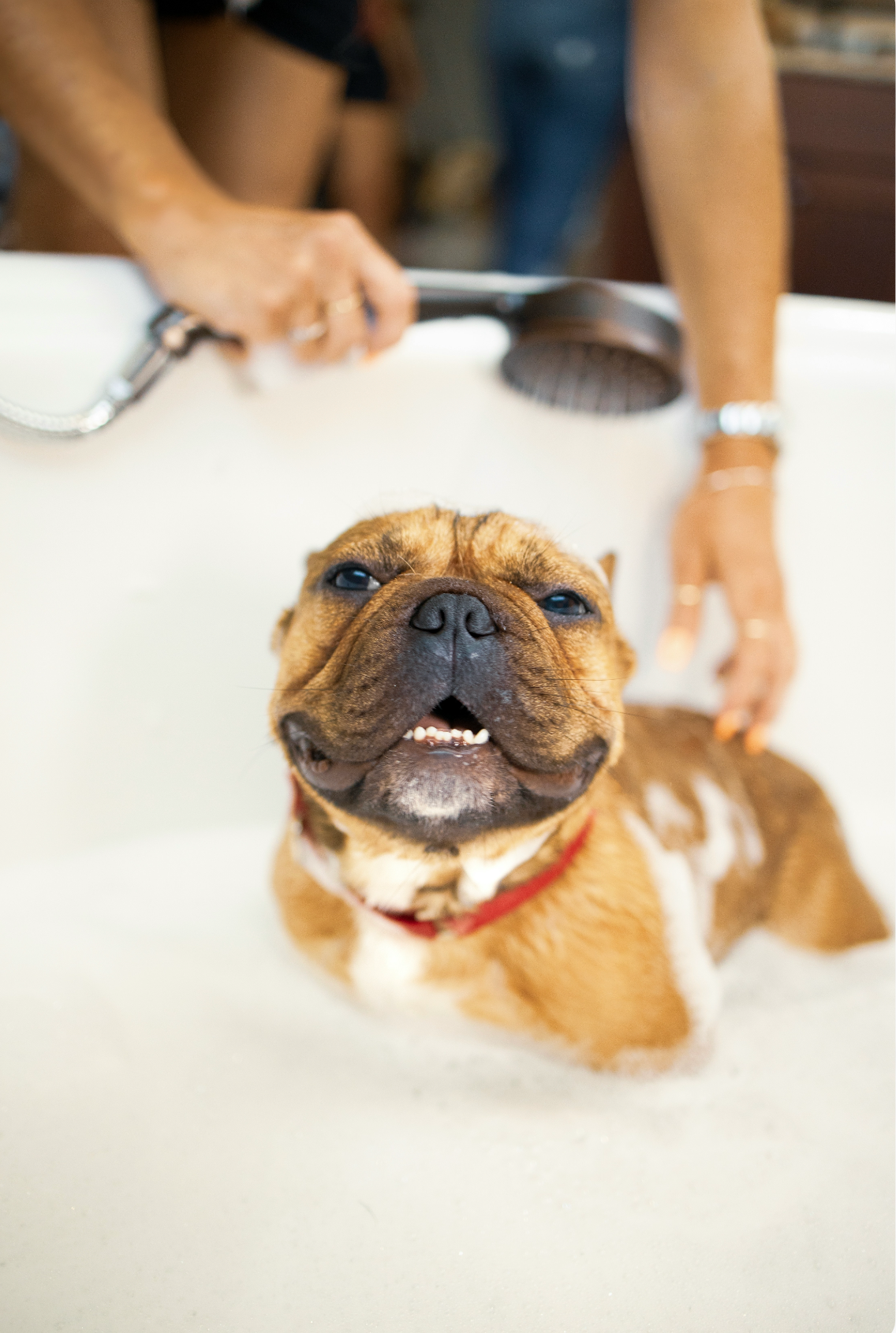 Sand + Paws Gentle Pet Shampoo & Conditioner - Honeysuckle