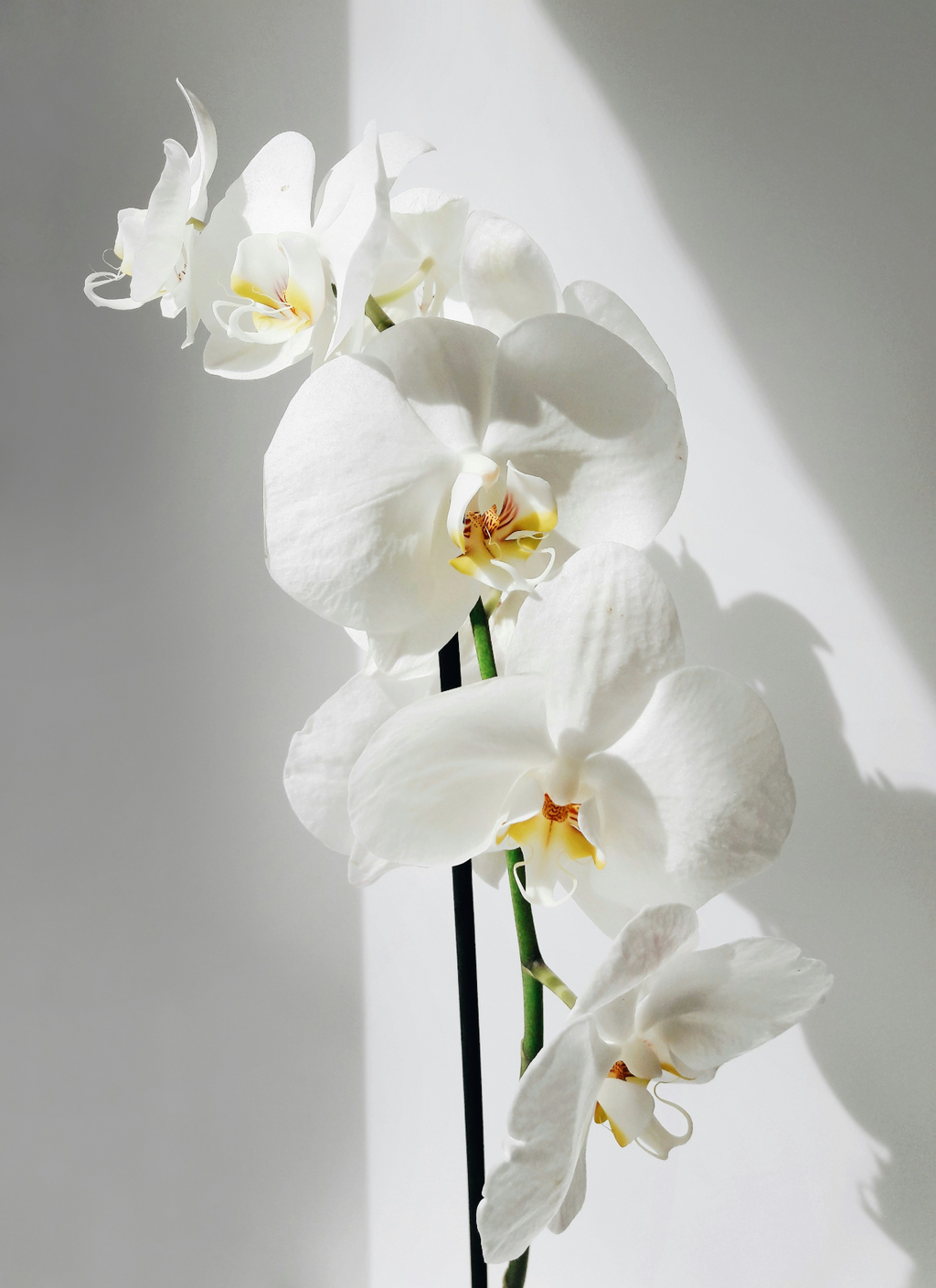Vanilla Orchid 16.9 oz Nourishing Whipped Body Butter