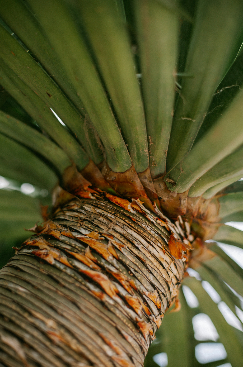Driftwood & Pineapple 12 oz aromatic scented candle