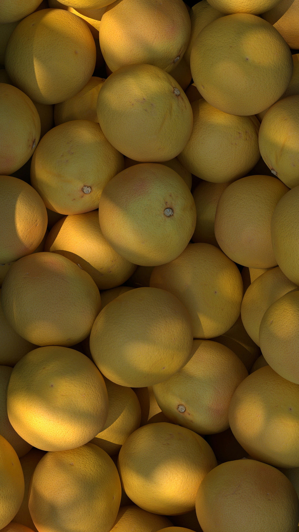 Autumn Citrus 12 oz aromatic scented candle
