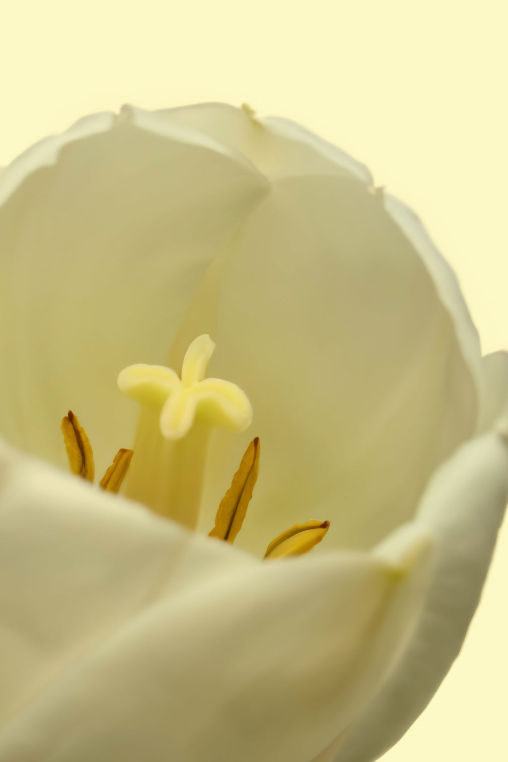 White Tulip 50ml Elegant Perfume Oil Rollerball