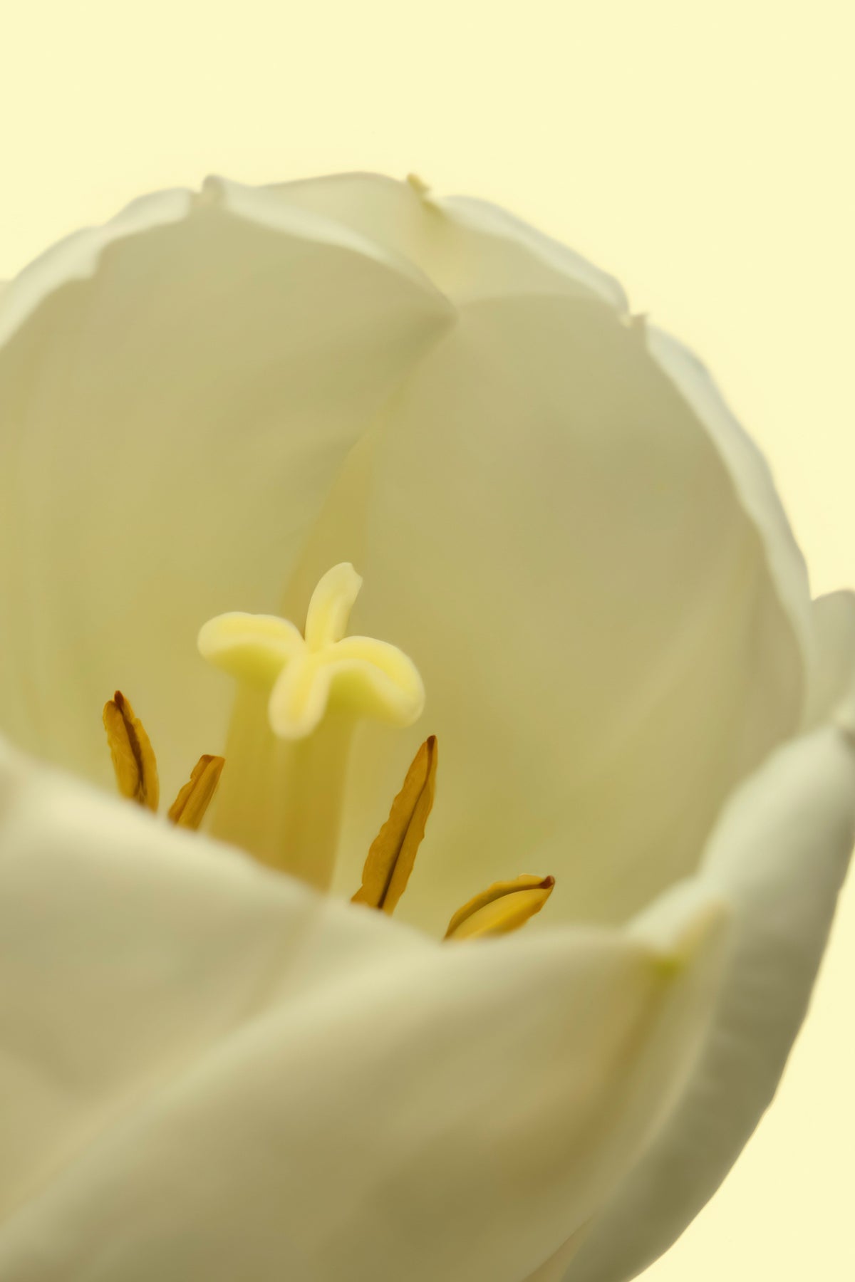 White Tulip 50ml Elegant Perfume Oil Rollerball