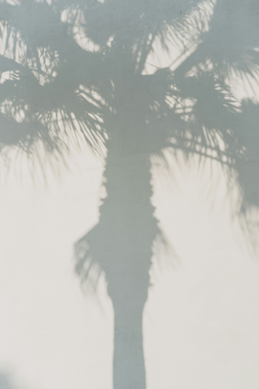 White Palm 50 ml Elegant Perfume Oil Rollerball