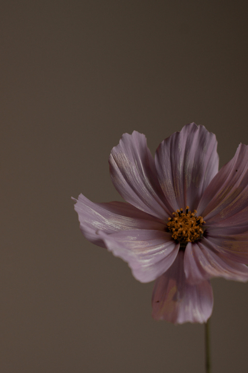 Violet Sandalwood Hydrating Body Lotion