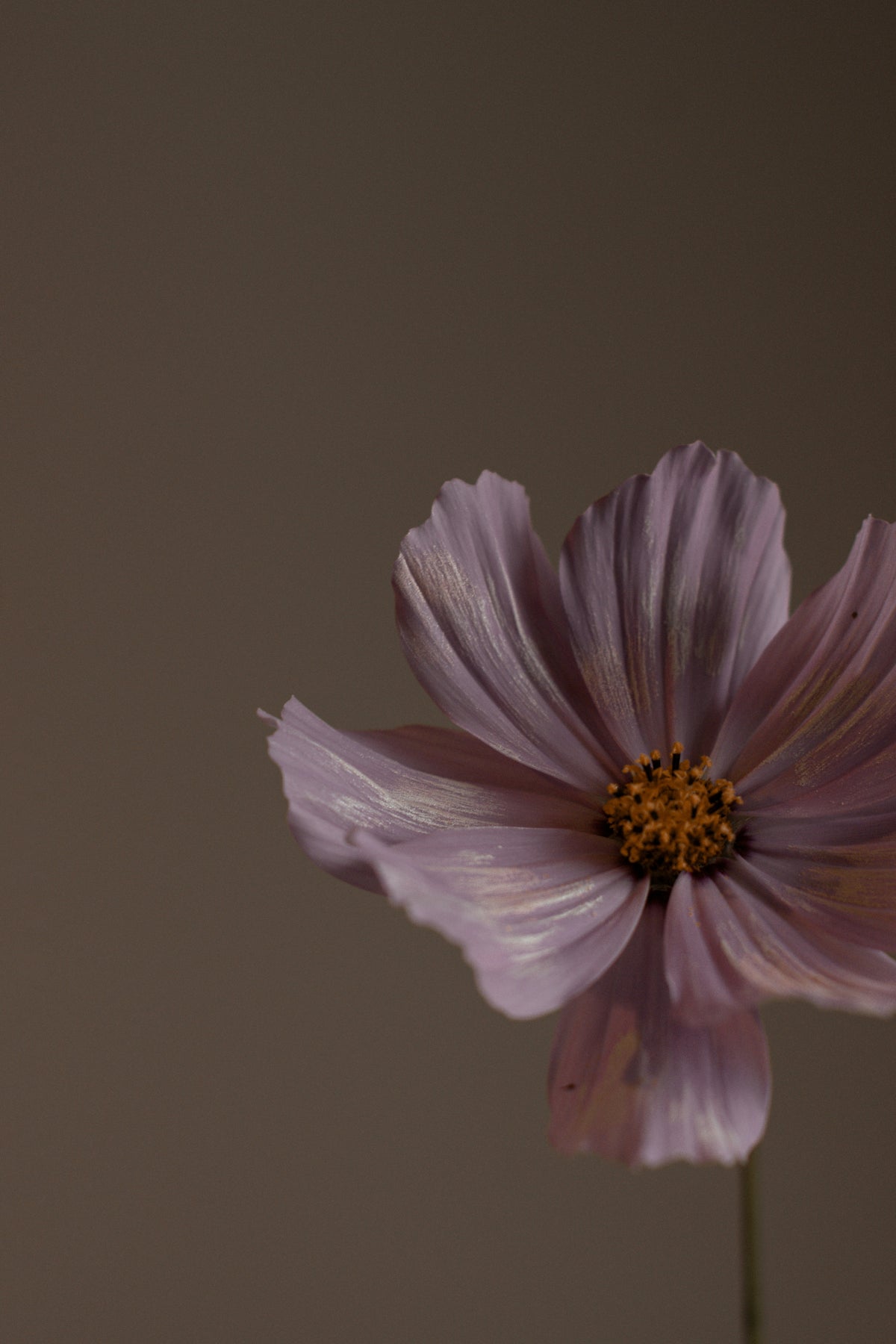 Violet Sandalwood Hydrating Body Lotion