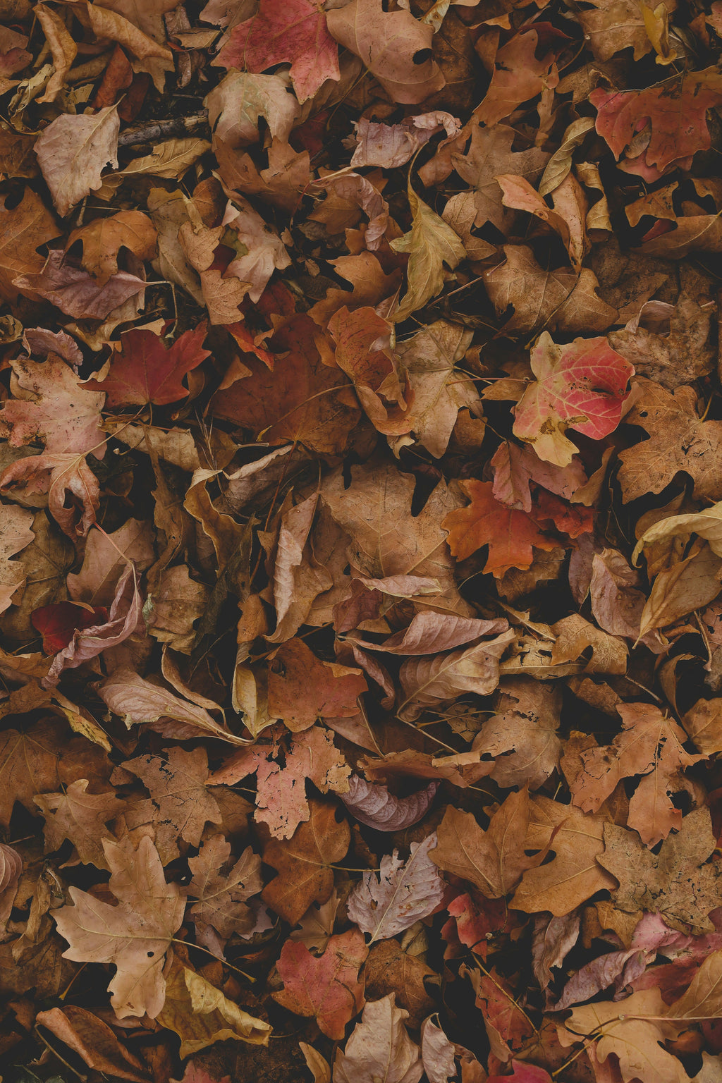 Fall Leaves 12 oz aromatic scented candle