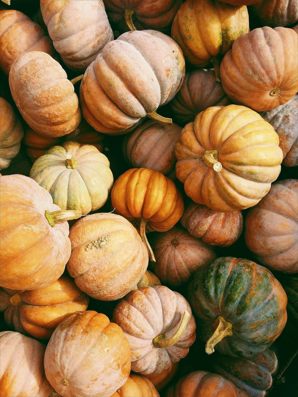 Pumpkin Harvest 15.2 oz Gentle Liquid Hand Soap