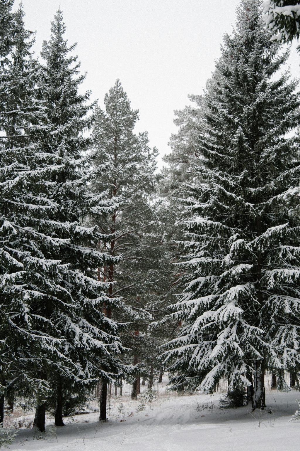 Winter Pine 12 oz aromatic scented candle