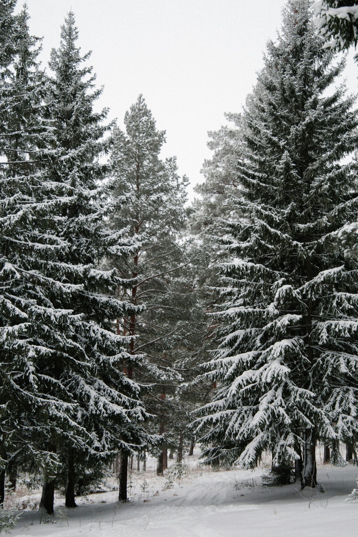 Winter Pine 12 oz aromatic scented candle